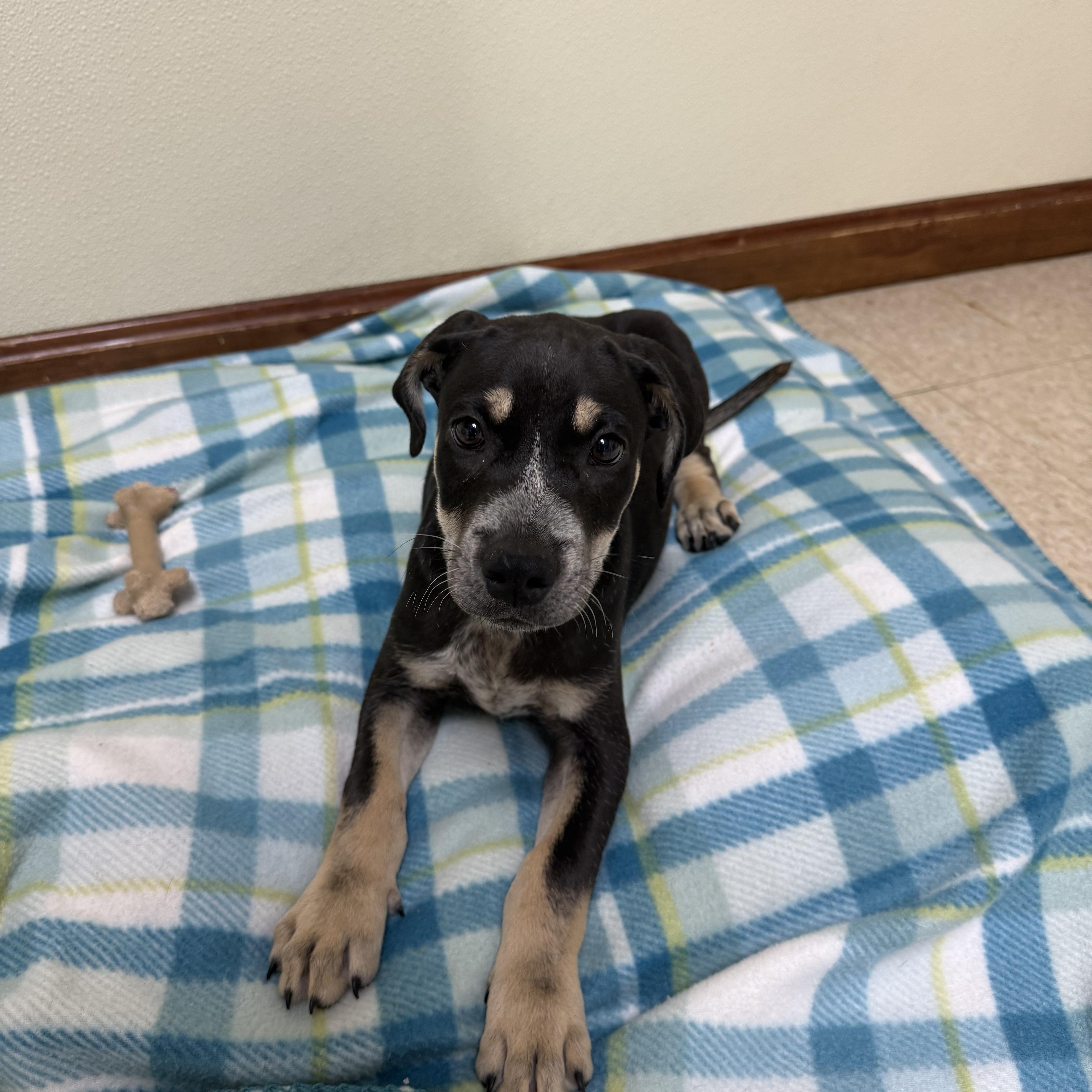 Enlarge Wilder, a ADOPTABLE mixed breed in Douglas, MA image 4/4