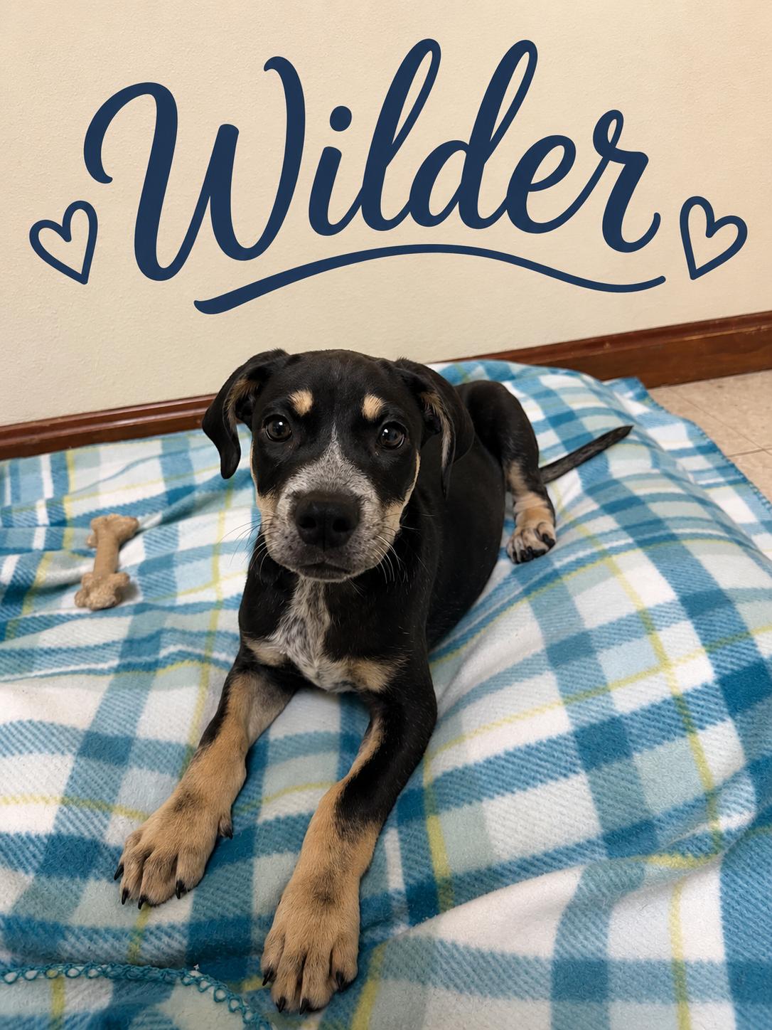 Enlarge Wilder, a ADOPTABLE mixed breed in Douglas, MA image 1/4