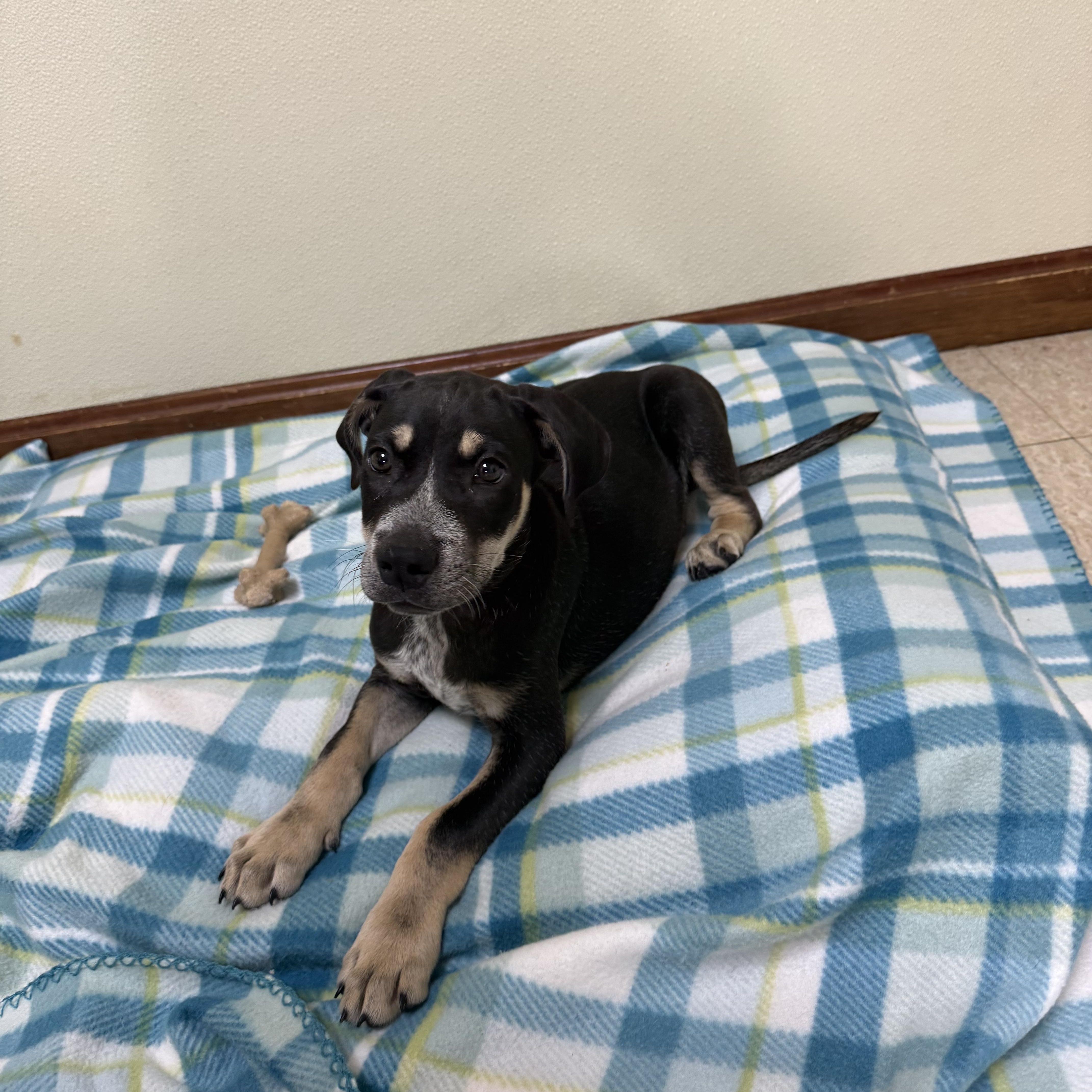 Enlarge Wilder, a ADOPTABLE mixed breed in Douglas, MA image 3/4
