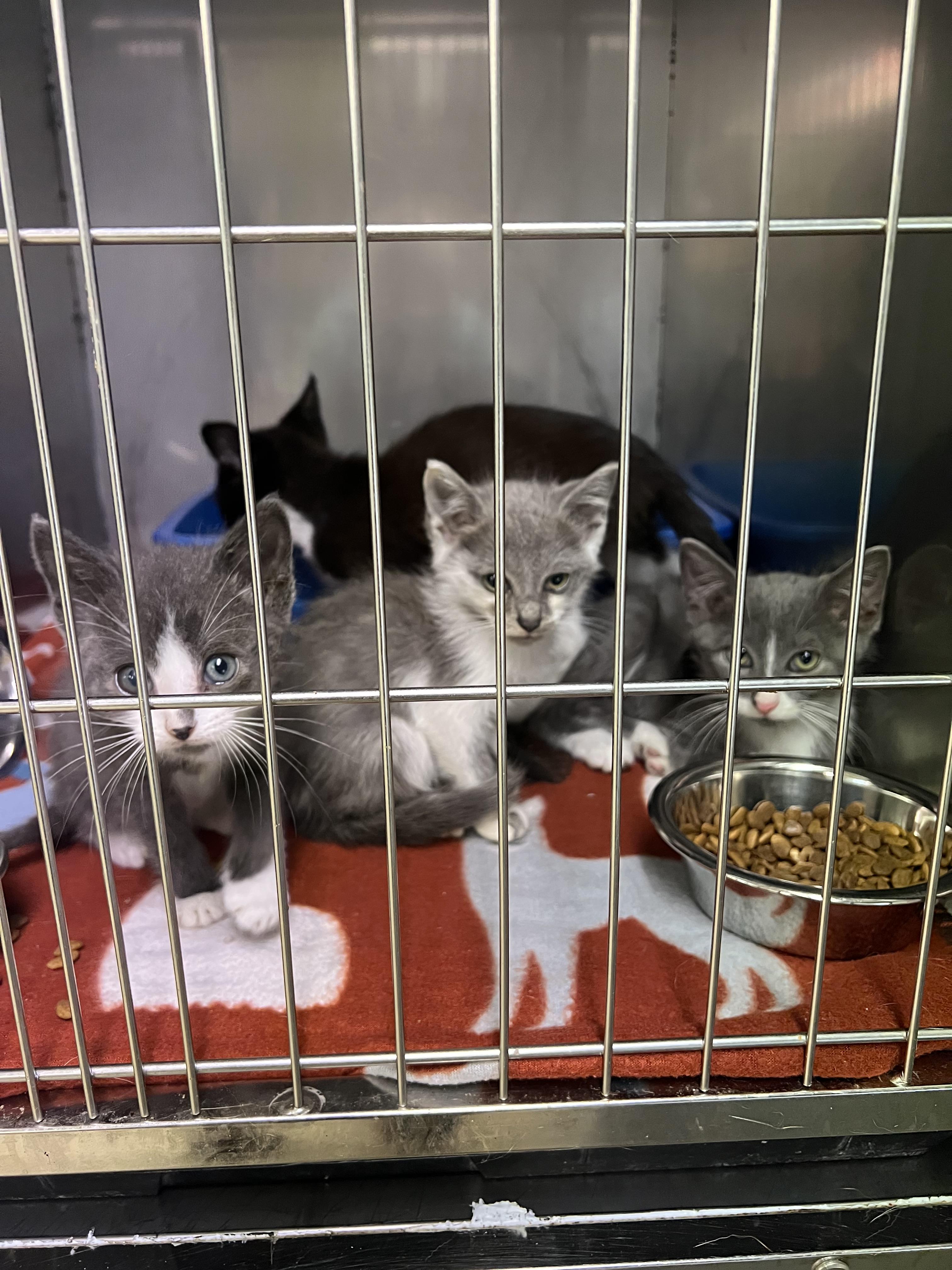 Enlarge Nutmeg, Casper, Boo, Flannel, a Adoptable Domestic Short Hair in sparta, NC image 2/5