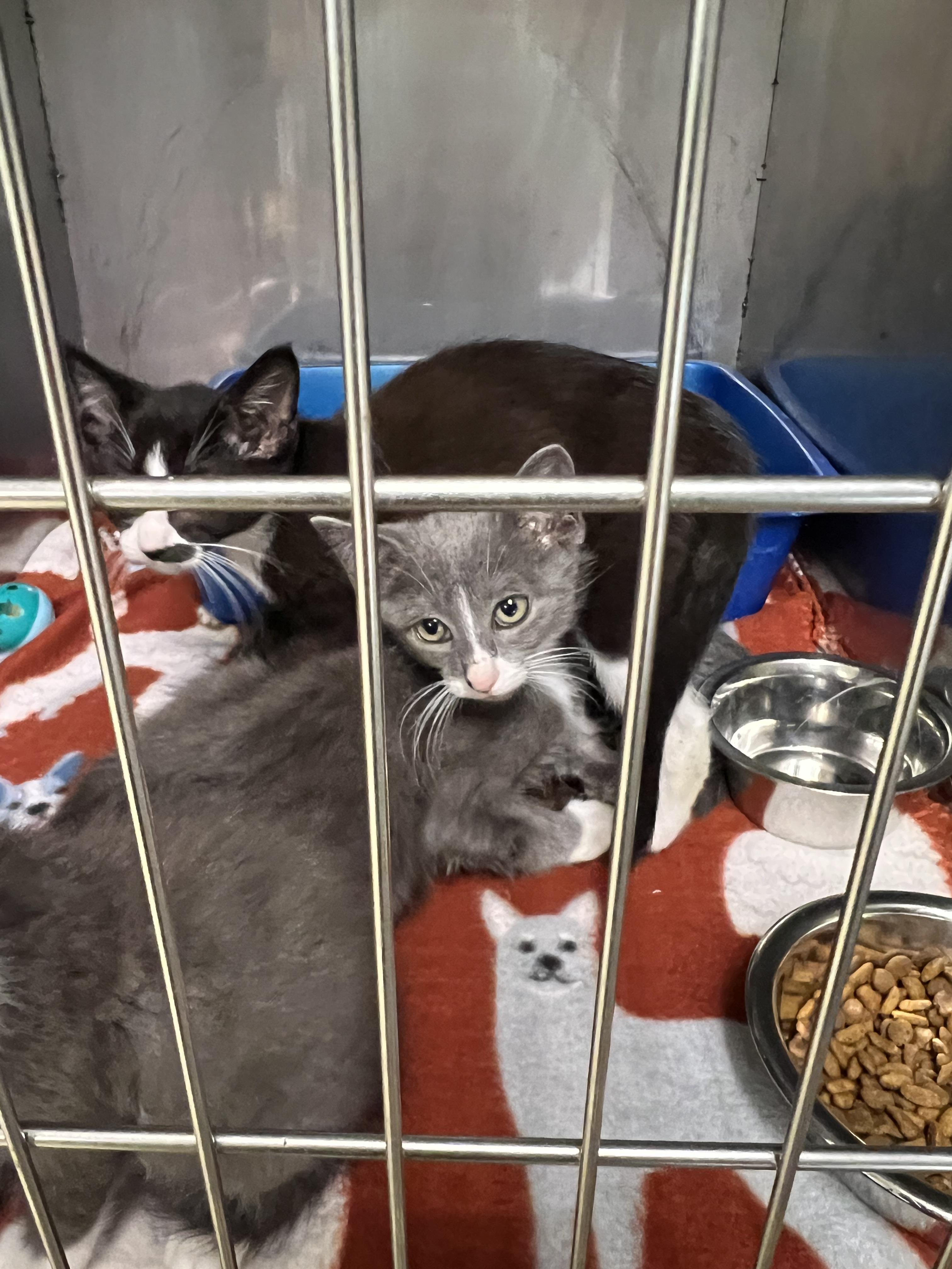 Enlarge Nutmeg, Casper, Boo, Flannel, a Adoptable Domestic Short Hair in sparta, NC image 3/5