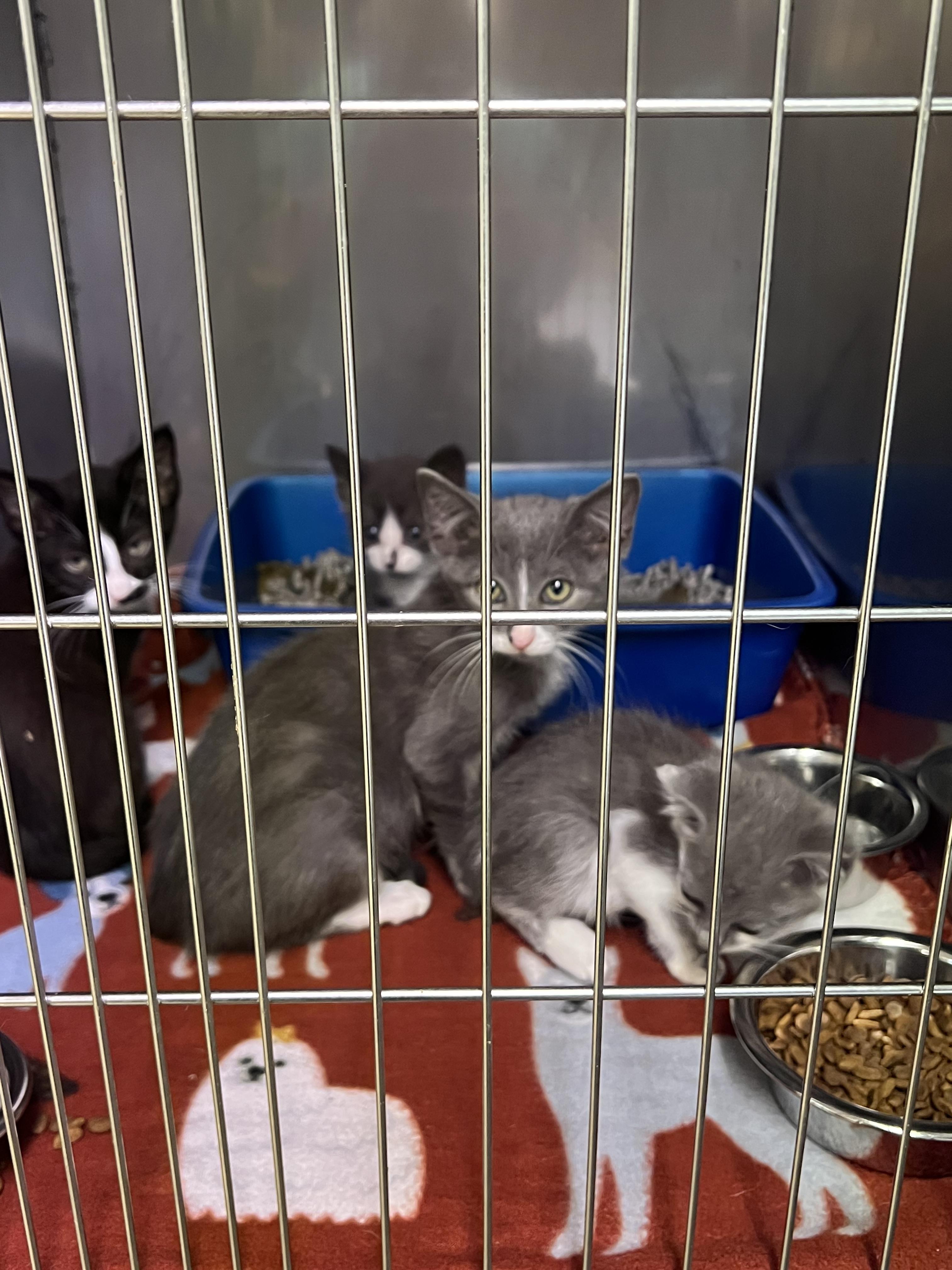 Enlarge Nutmeg, Casper, Boo, Flannel, a Adoptable Domestic Short Hair in sparta, NC image 5/5