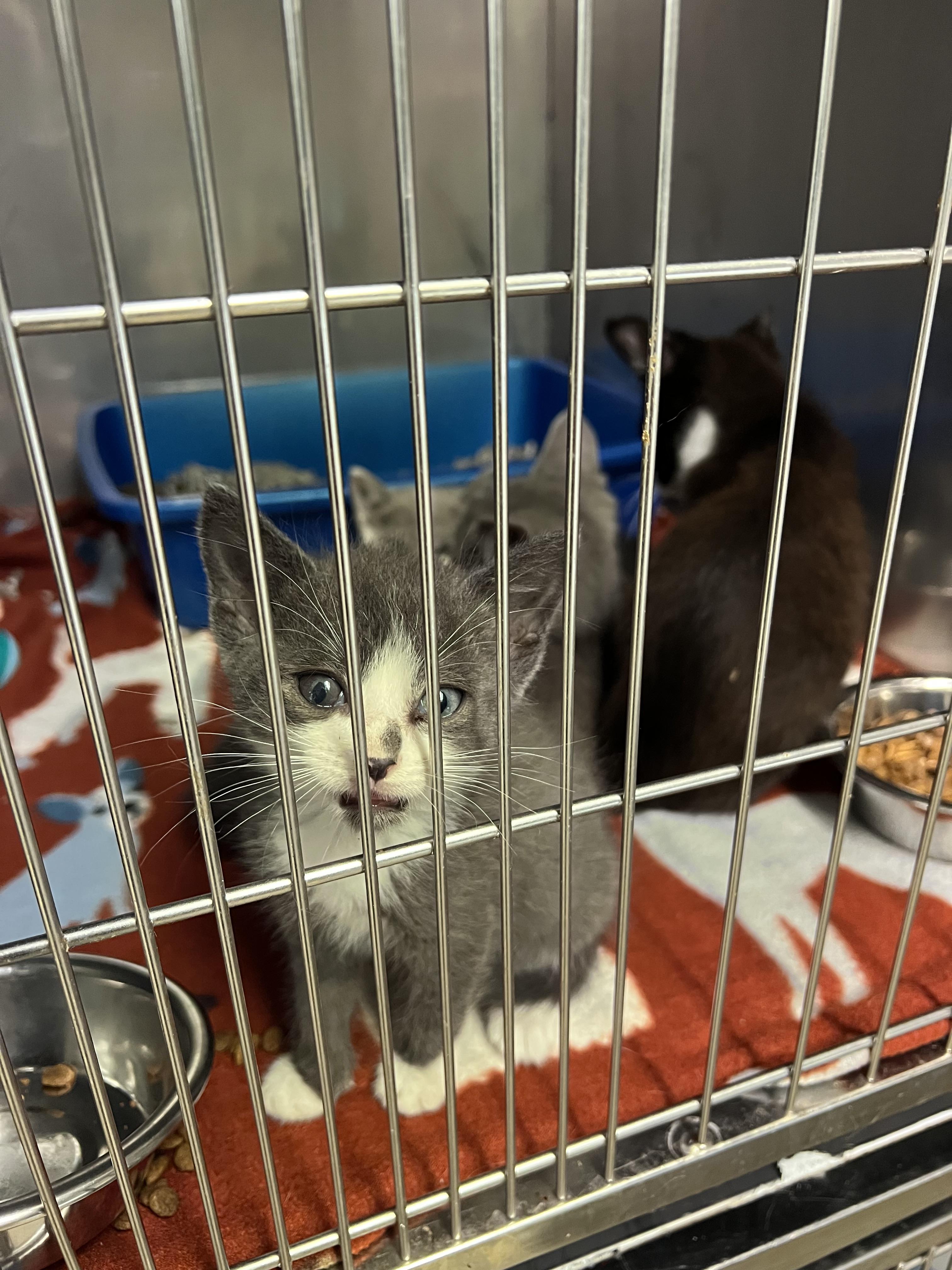 Enlarge Nutmeg, Casper, Boo, Flannel, a Adoptable Domestic Short Hair in sparta, NC image 4/5