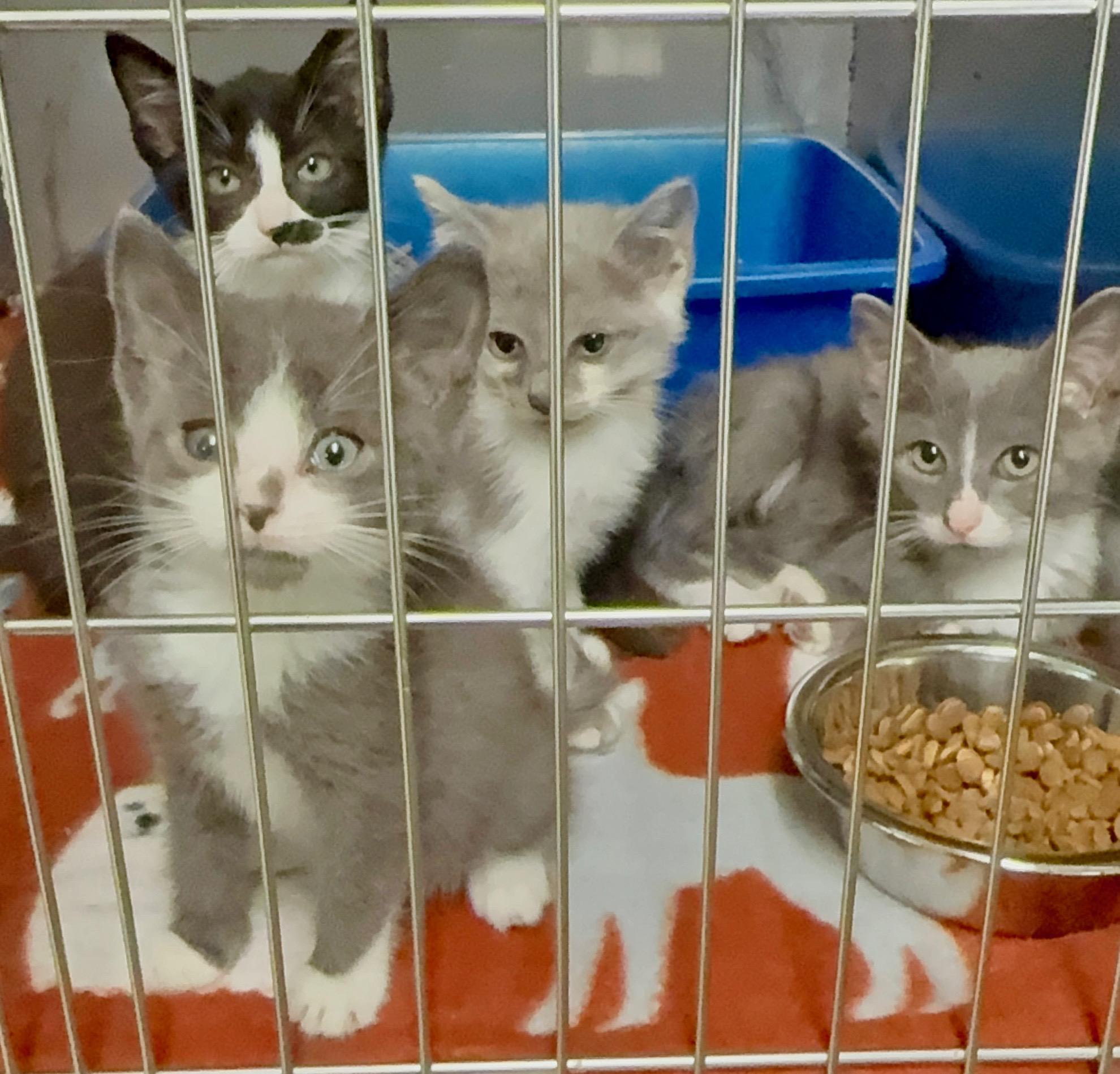 Nutmeg, Casper, Boo, Flannel, Adoptable, Kitten Male Domestic Short Hair.
