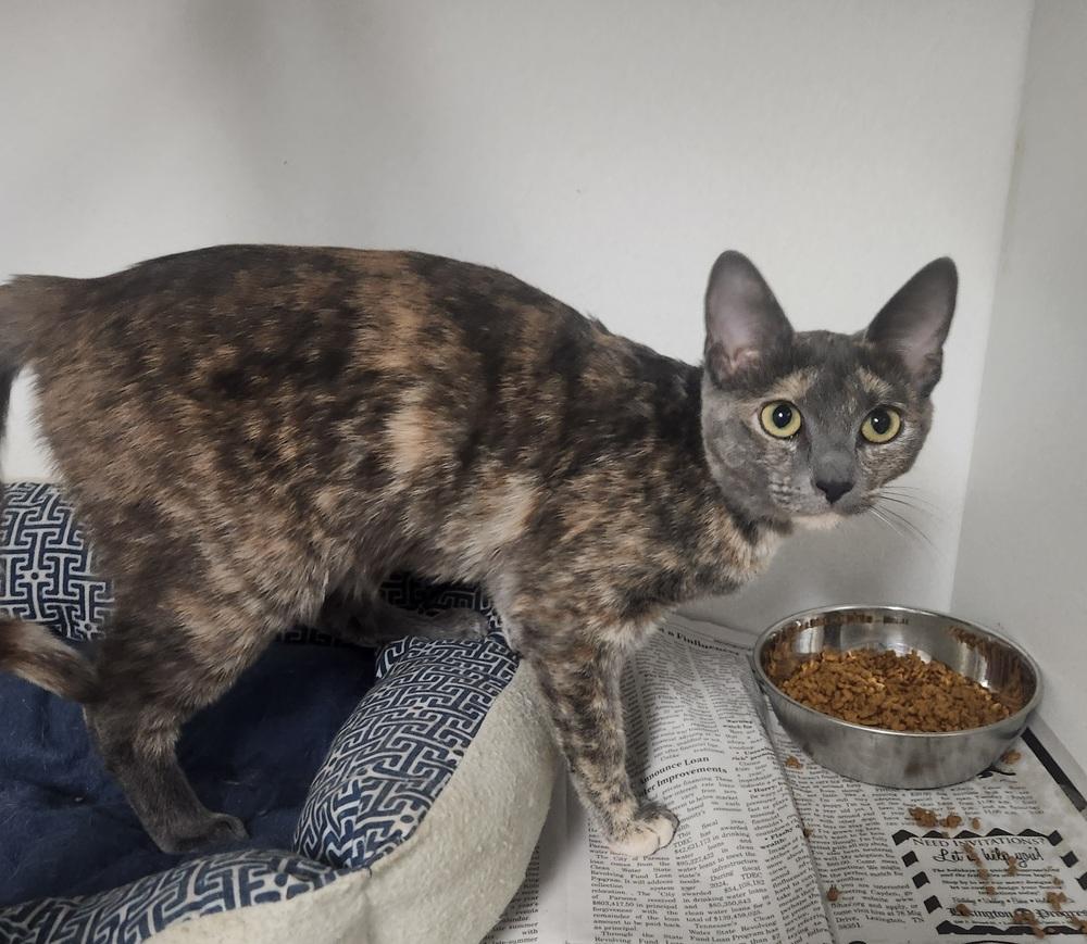 CALLIOPE, Adoptable, Young Female Domestic Short Hair & Calico.