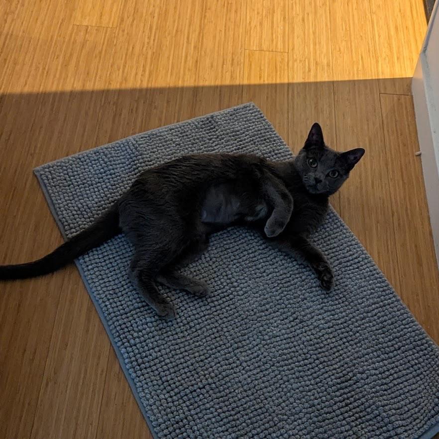 Enlarge Luna, a Adoptable Domestic Short Hair in Newark, NJ image 1/3