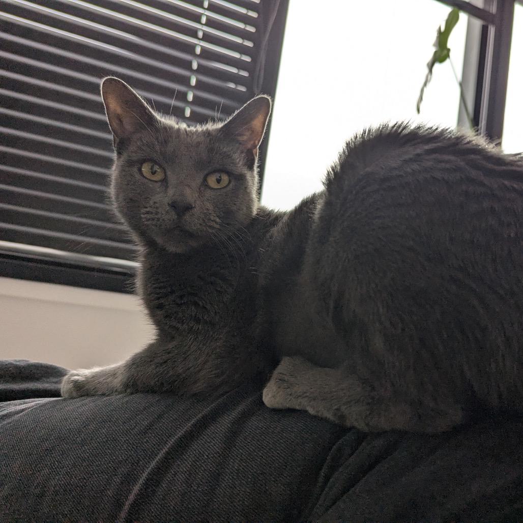 Enlarge Luna, a Adoptable Domestic Short Hair in Newark, NJ image 2/3