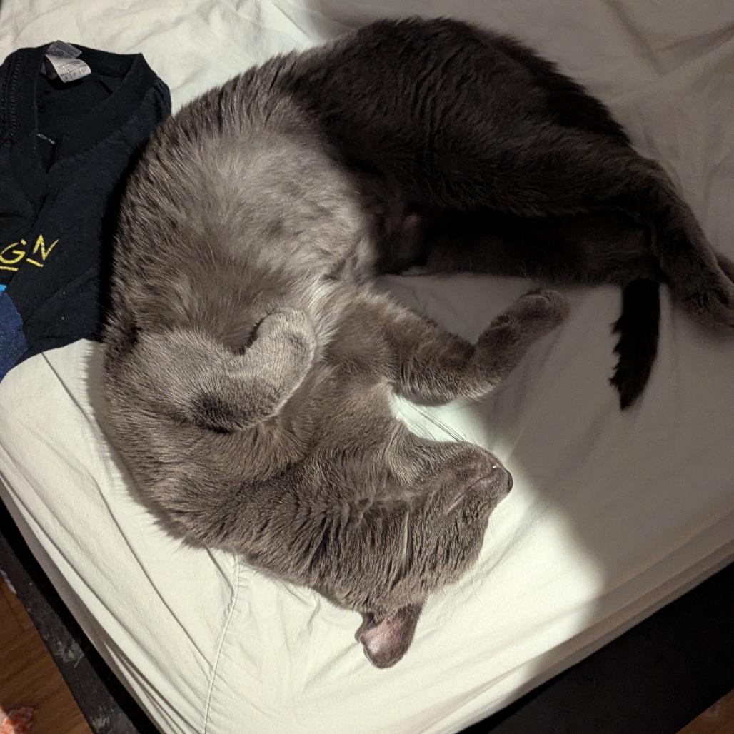 Enlarge Luna, a Adoptable Domestic Short Hair in Newark, NJ image 3/3