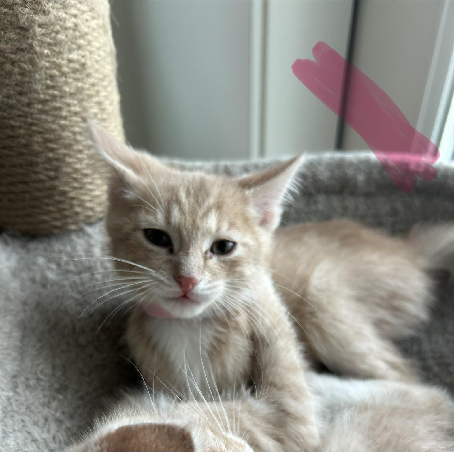 27122025G, Adopted, Young Male Domestic Short Hair.