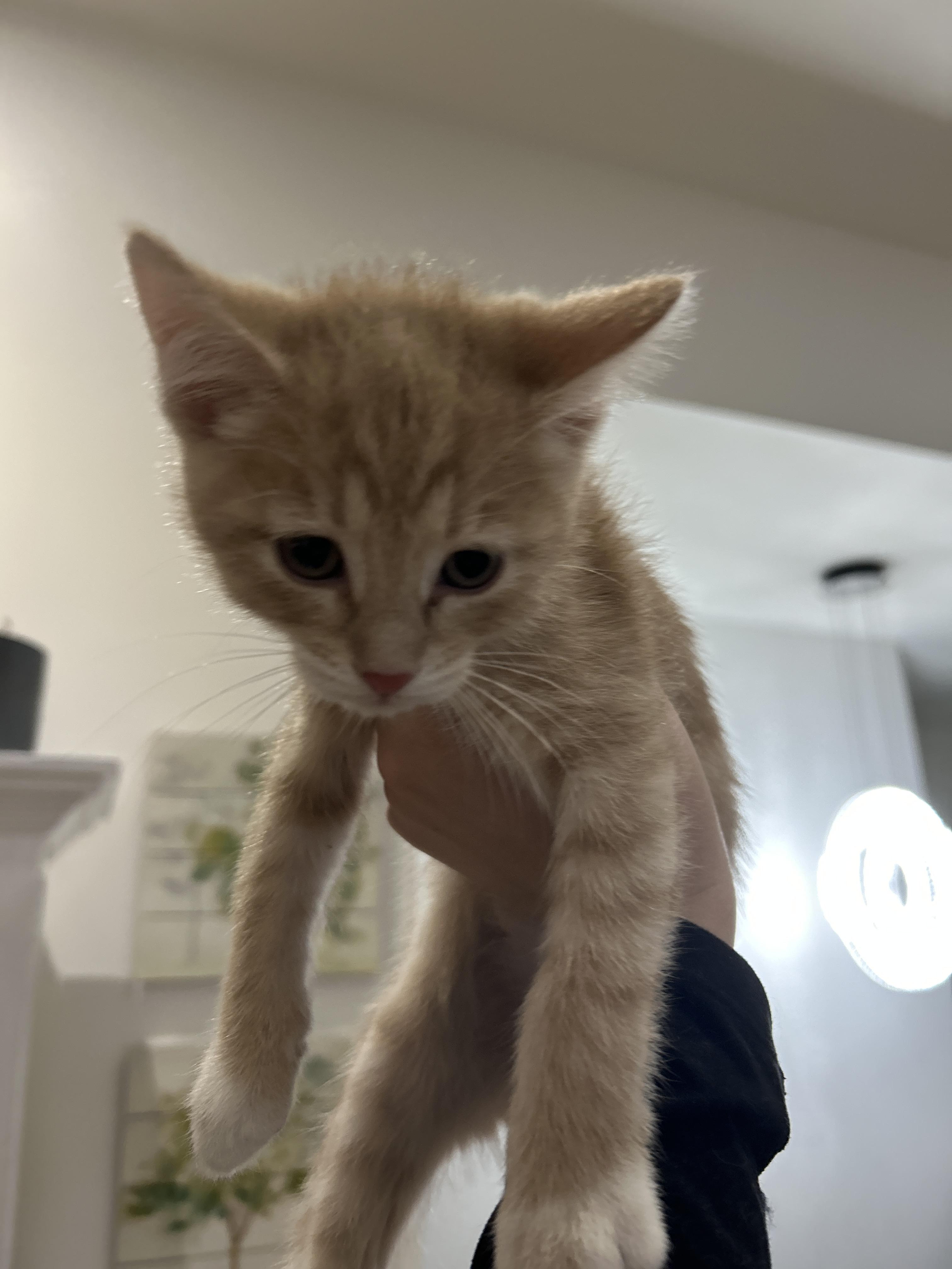 Enlarge 27122025G, a Adopted mixed breed in Kamloops, BC image 2/4