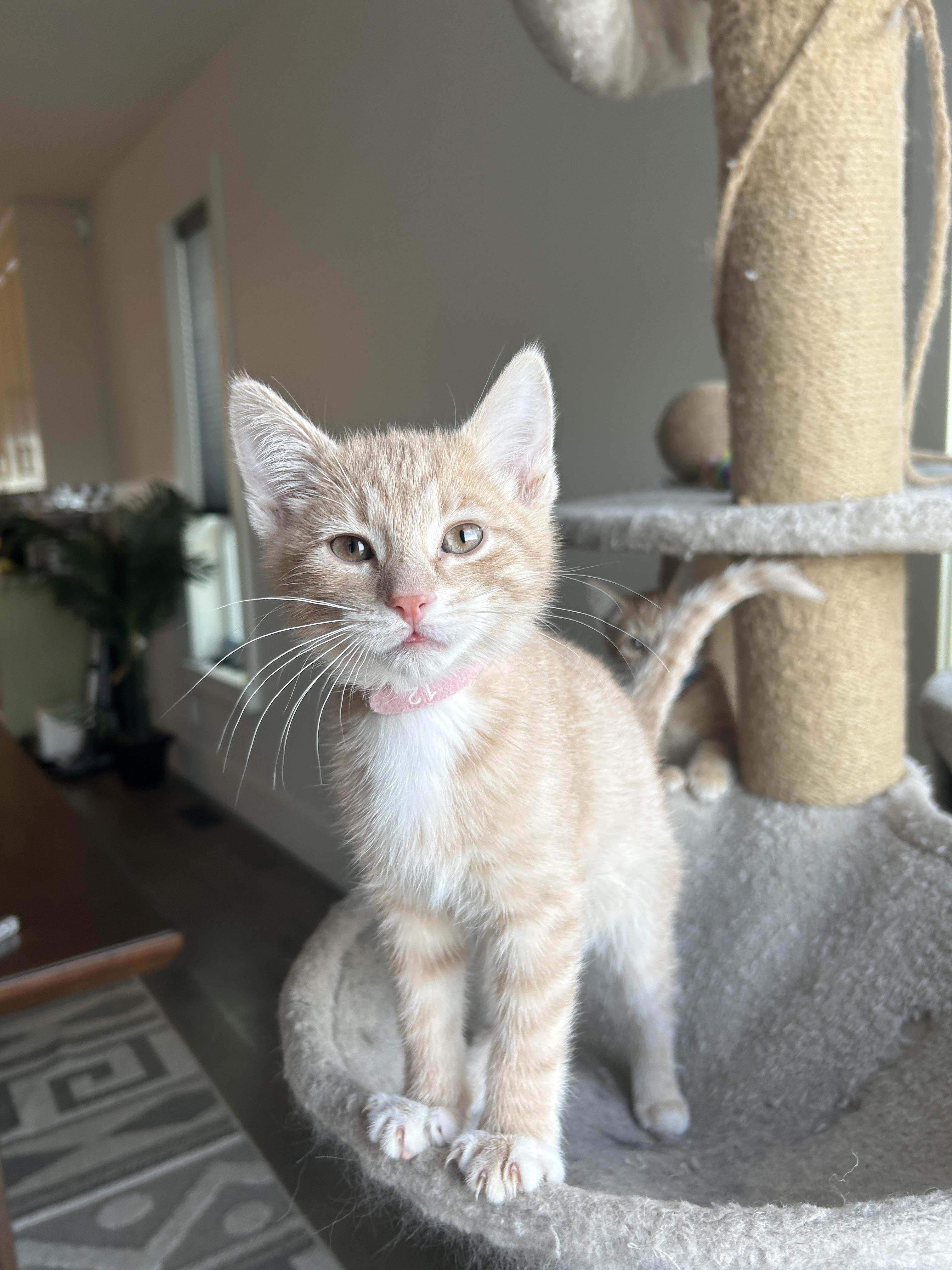 Enlarge 27122025G, a Adopted mixed breed in Kamloops, BC image 3/4