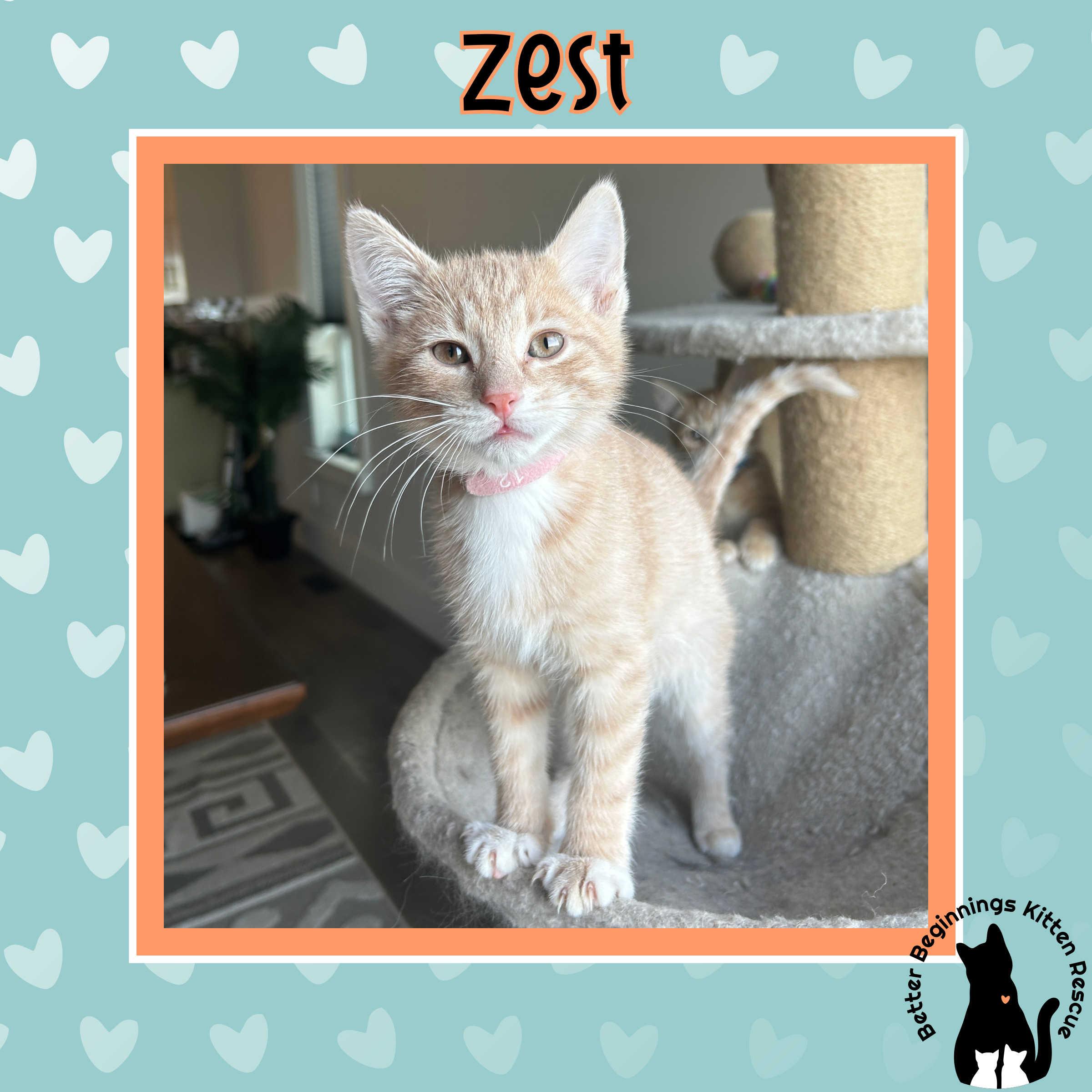 Enlarge 27122025G, a Adopted mixed breed in Kamloops, BC image 4/4