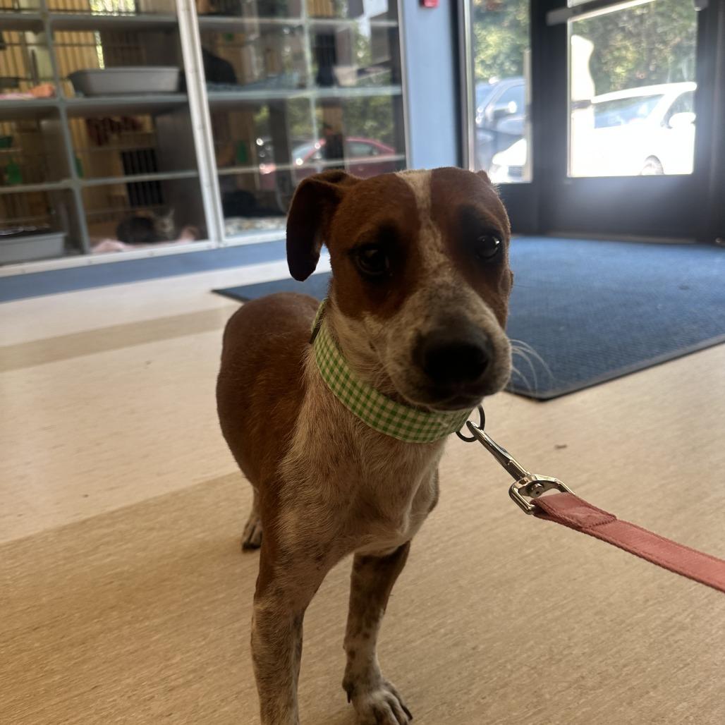 Enlarge Poppy, a Adoptable Mixed Breed in Red House, WV image 1/1