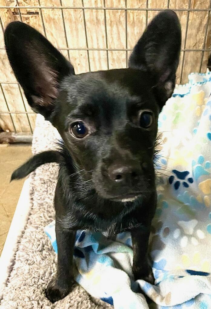 Sophie, a ADOPTABLE mixed breed in Polson, MT image 2/3