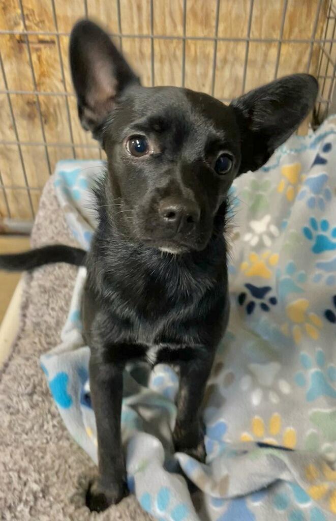 Sophie, a ADOPTABLE mixed breed in Polson, MT image 1/3
