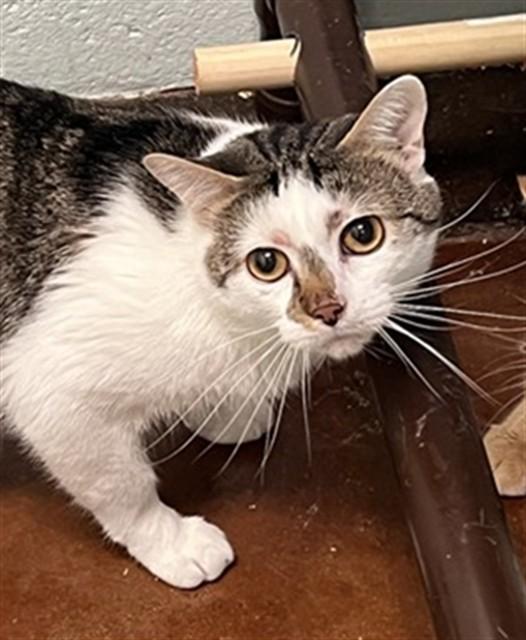 FLORIAN, Adoptable, Young Male Domestic Short Hair.