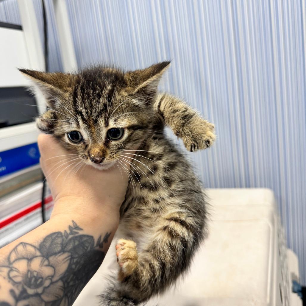 Jalapeno, a Adoptable Domestic Short Hair in Chico, CA image 1/2