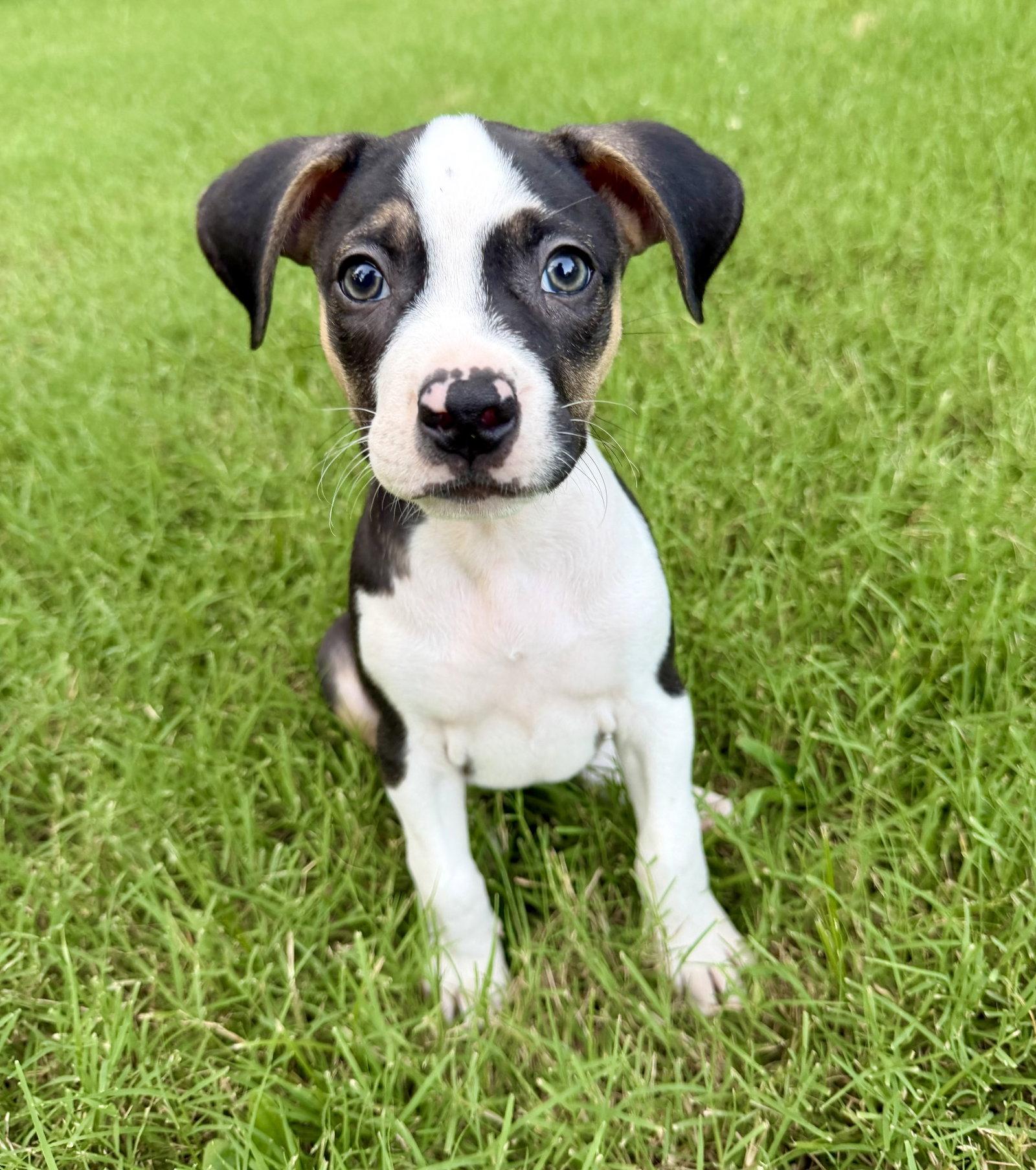 Enlarge Phoenix, a Adopted Pit Bull Terrier in Barnhart, MO image 2/3