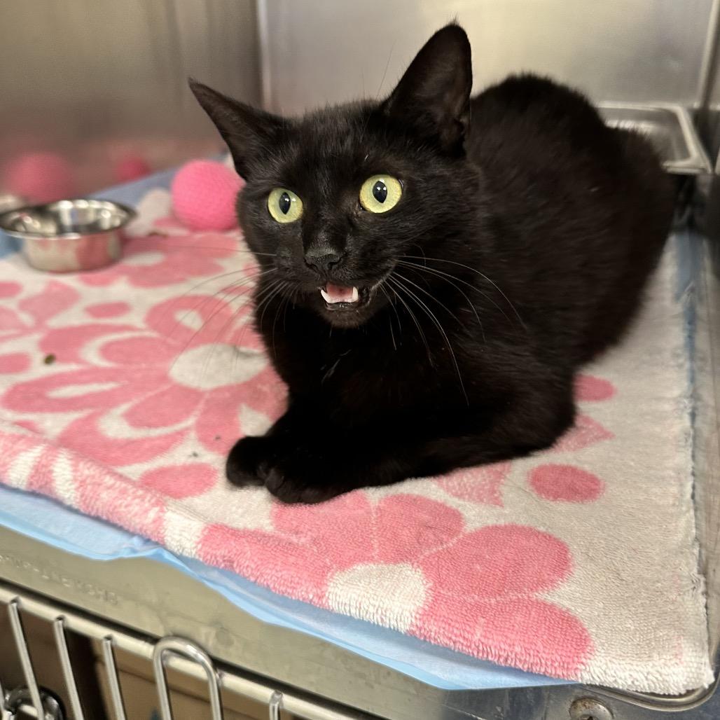 Paprika, Adoptable, Adult Female Domestic Short Hair.