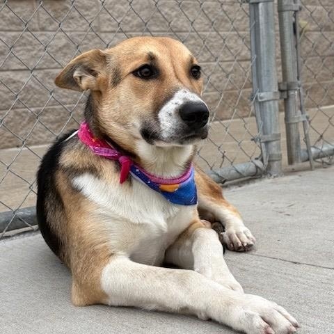 Cranberry, Adoptable, Young Female Australian Cattle Dog / Blue Heeler & Shepherd.