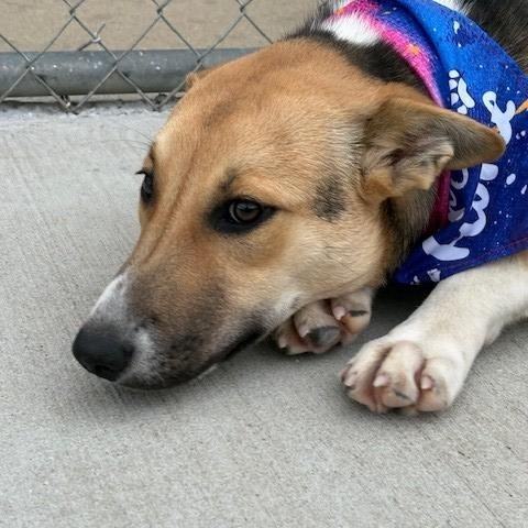 Cranberry, a Adoptable mixed breed image 2/5