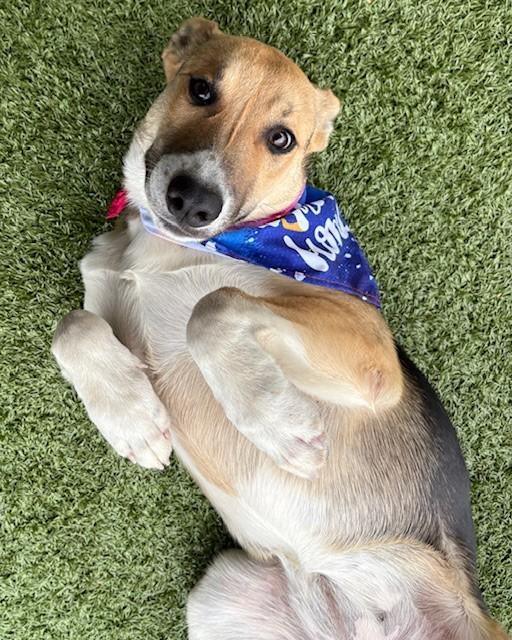 Cranberry, a Adoptable mixed breed image 3/5