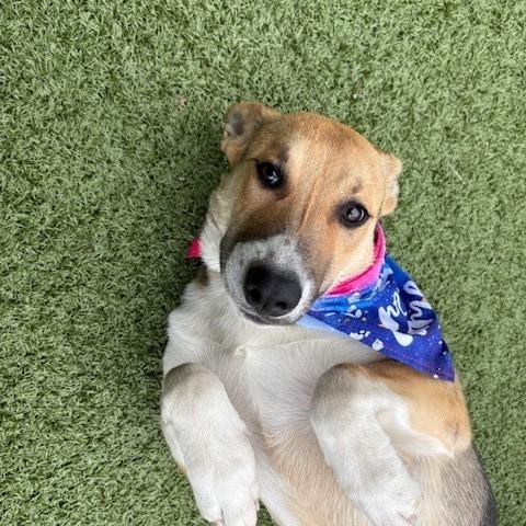 Cranberry, a Adoptable mixed breed image 4/5