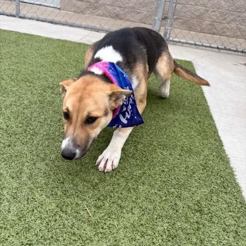 Cranberry, a Adoptable mixed breed image 5/5