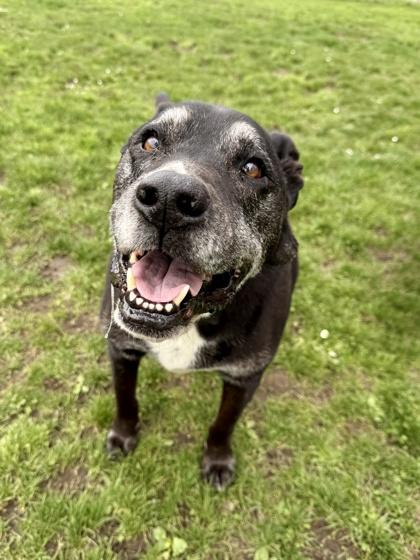 Enlarge McLeod, an adoptable Black Labrador Retriever in Roseburg, OR image 1/1