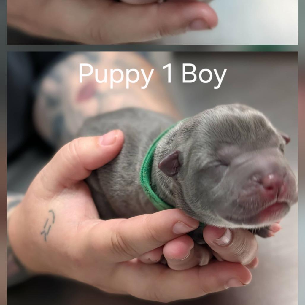 Percy, a Adoptable Labrador Retriever in Hope Mills, NC image 1/2