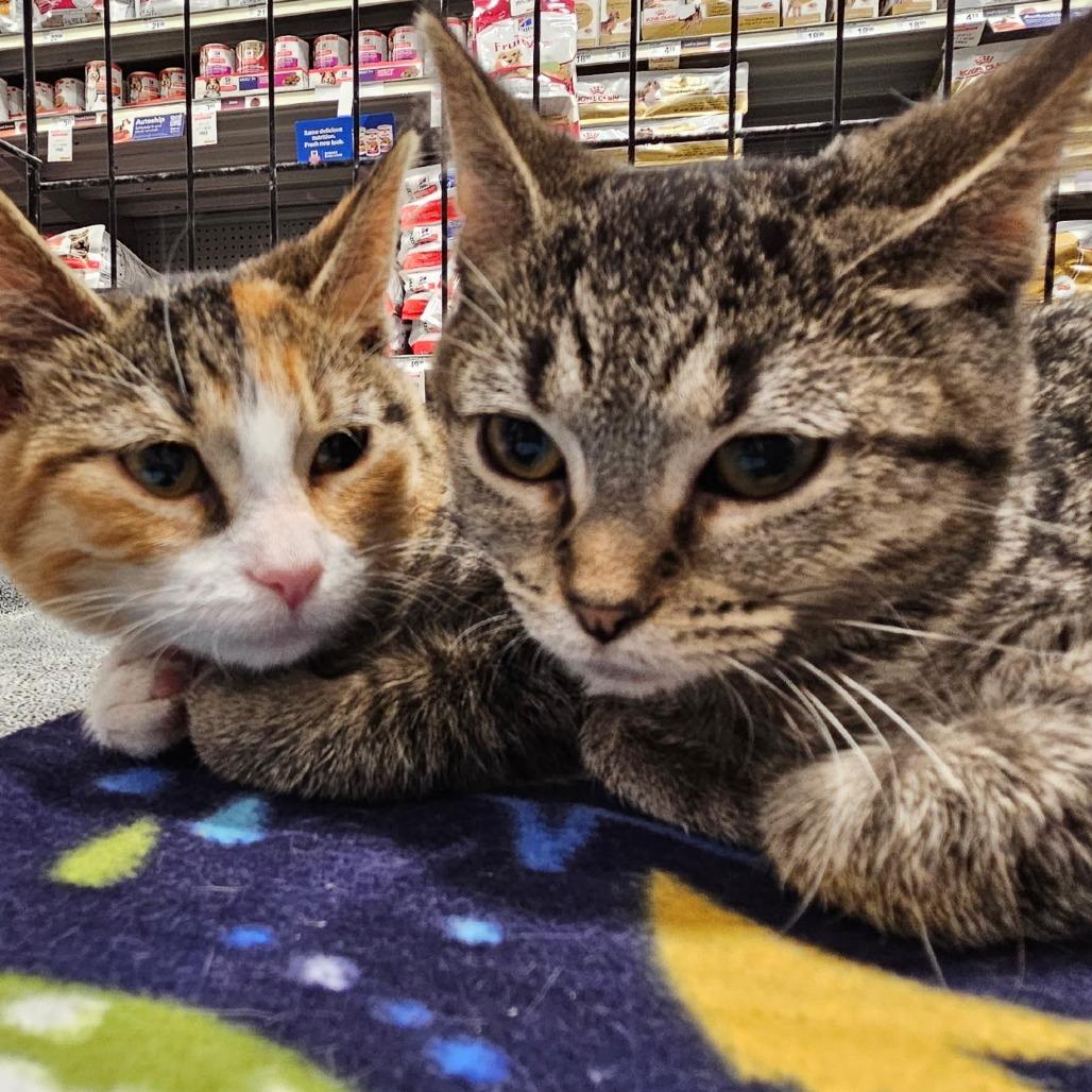 Lucy — thumbnail 2