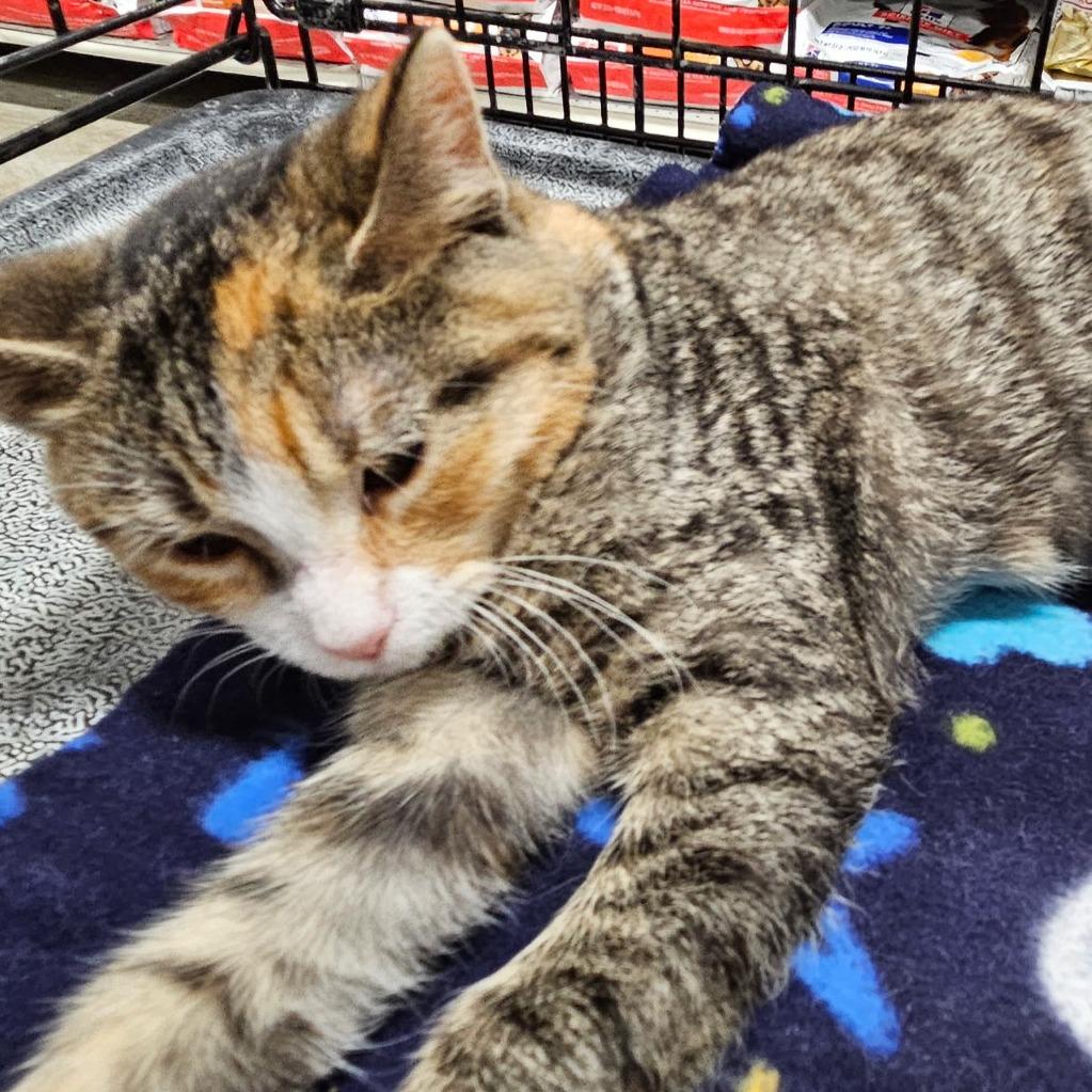 Lucy — thumbnail 3