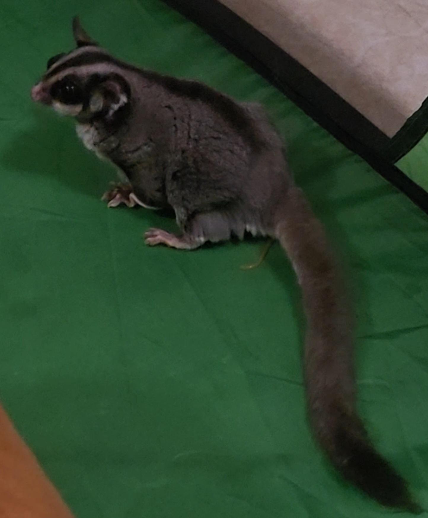 Enlarge Bella, a Adoptable Sugar Glider in St. Cloud, FL image 5/5