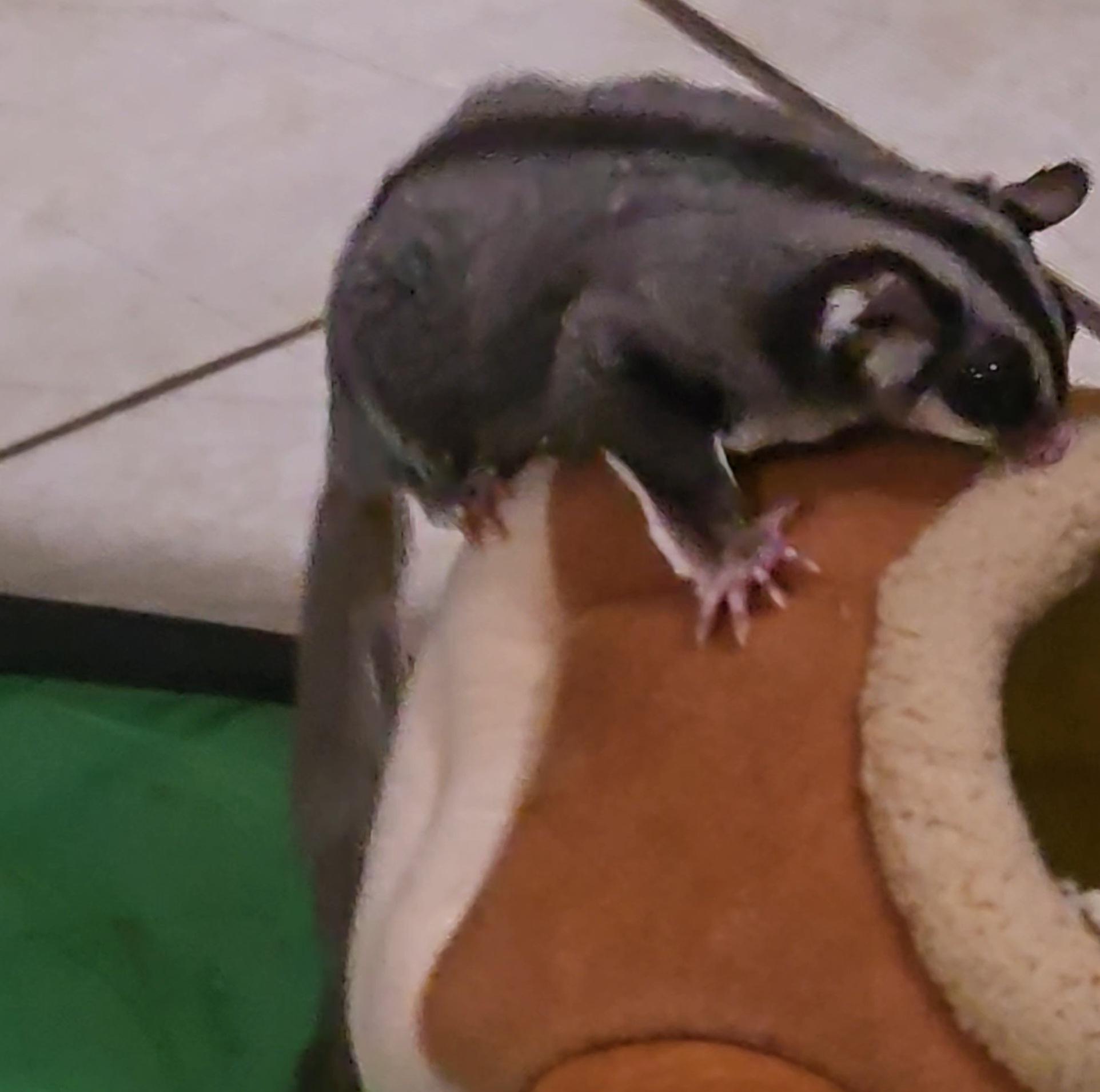 Enlarge Bella, a Adoptable Sugar Glider in St. Cloud, FL image 3/5
