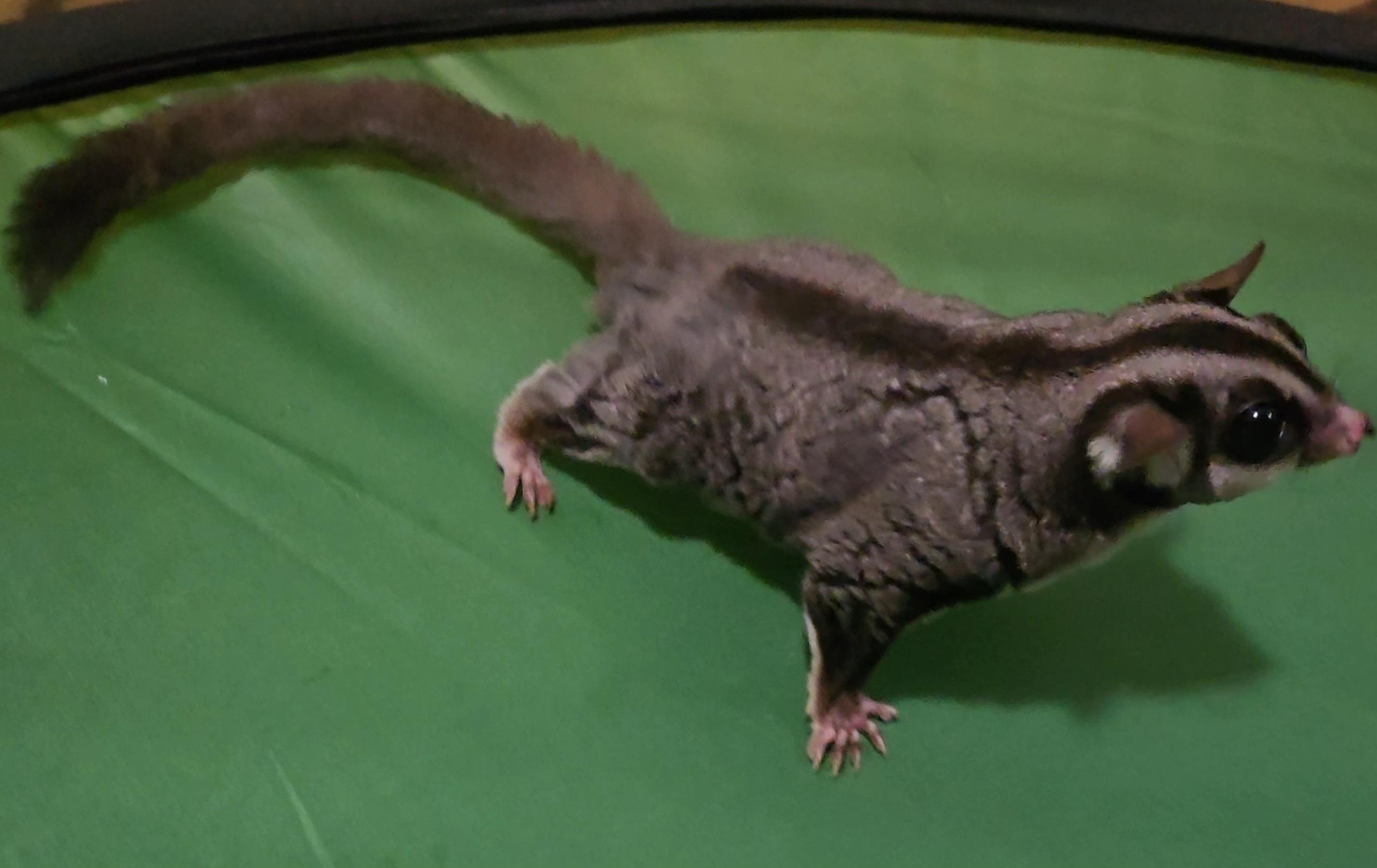 Bella, Adoptable, Adult Female Sugar Glider.