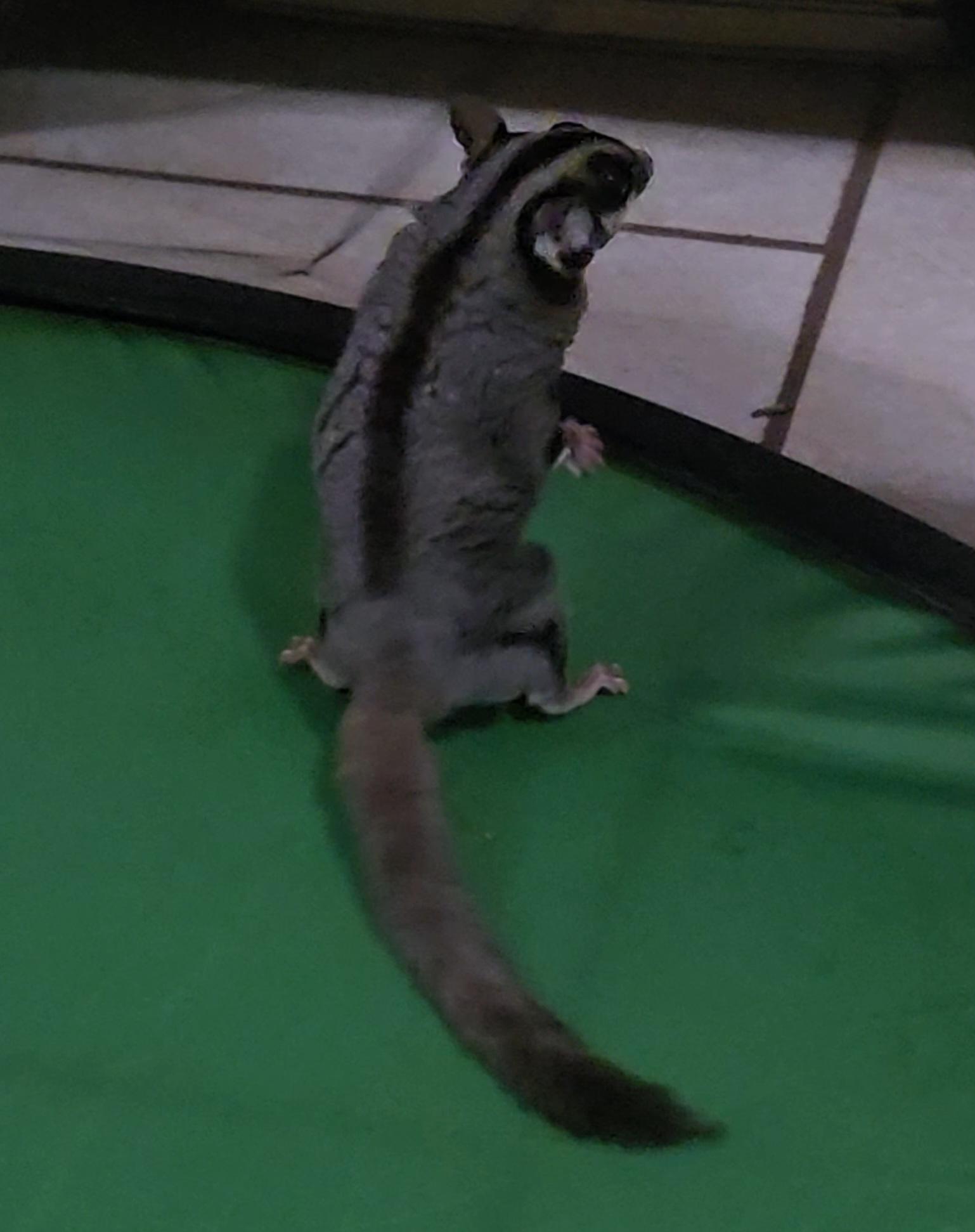 Enlarge Bella, a Adoptable Sugar Glider in St. Cloud, FL image 4/5