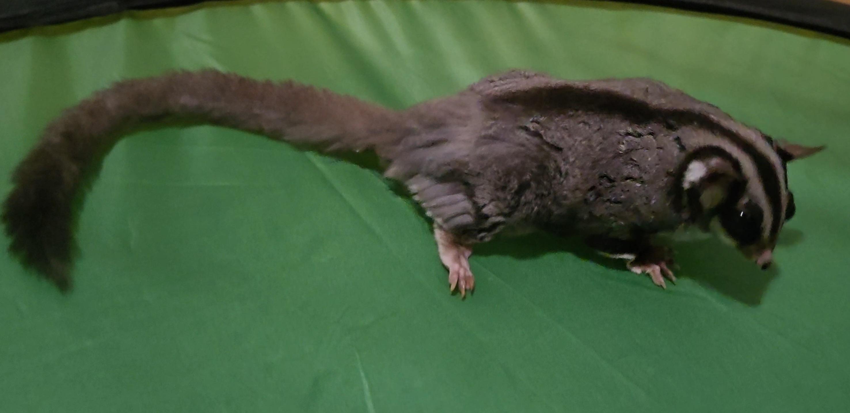Enlarge Bella, a Adoptable Sugar Glider in St. Cloud, FL image 2/5