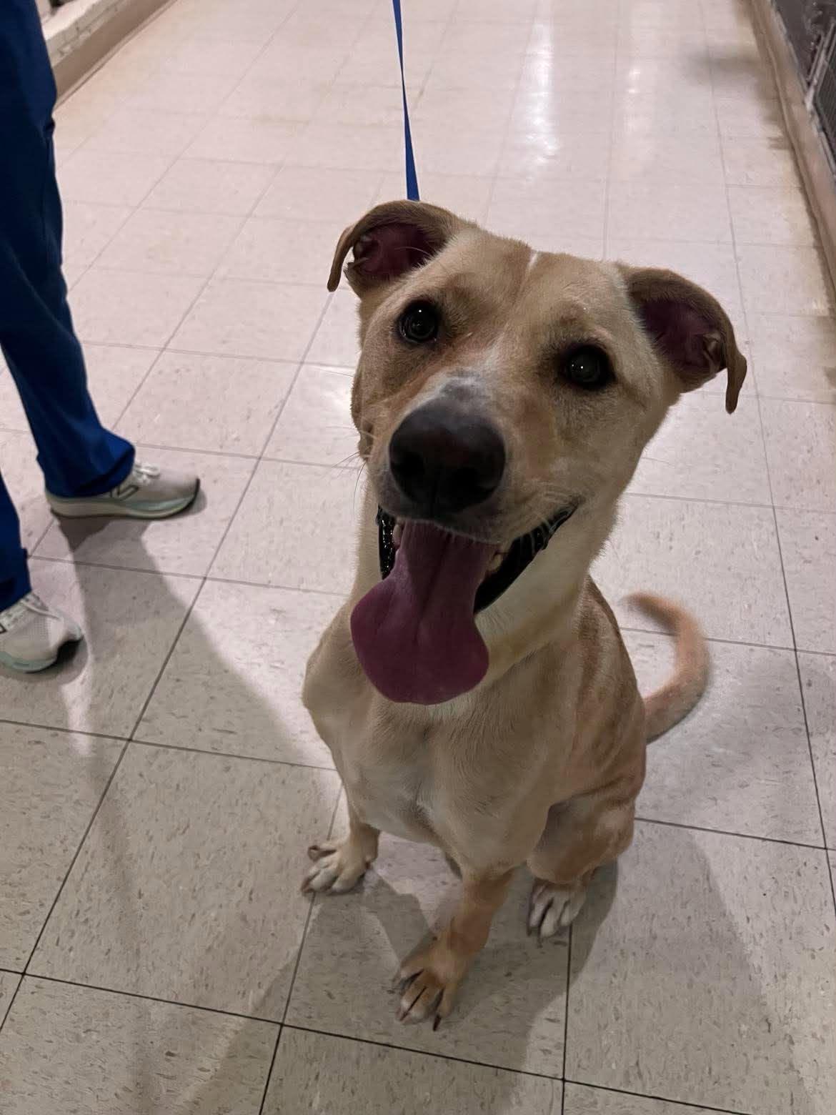 Roscoe, a ADOPTABLE mixed breed in Guntersville, AL image 2/2