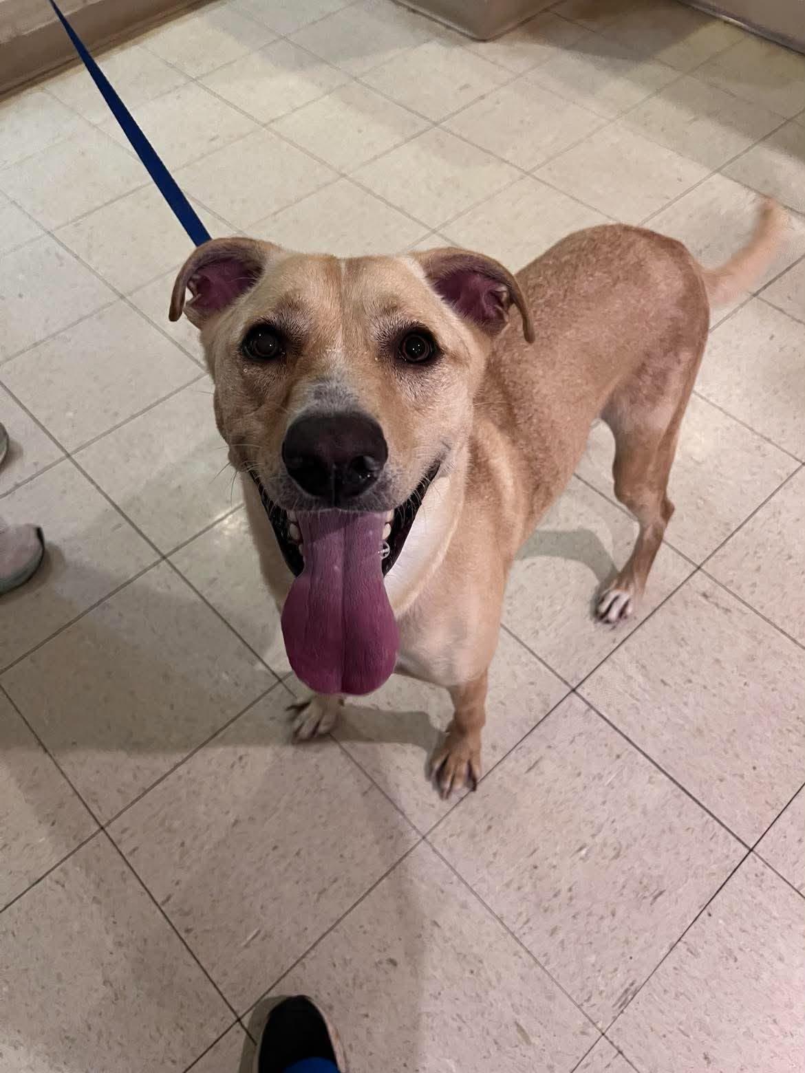 Roscoe, a ADOPTABLE mixed breed in Guntersville, AL image 1/2