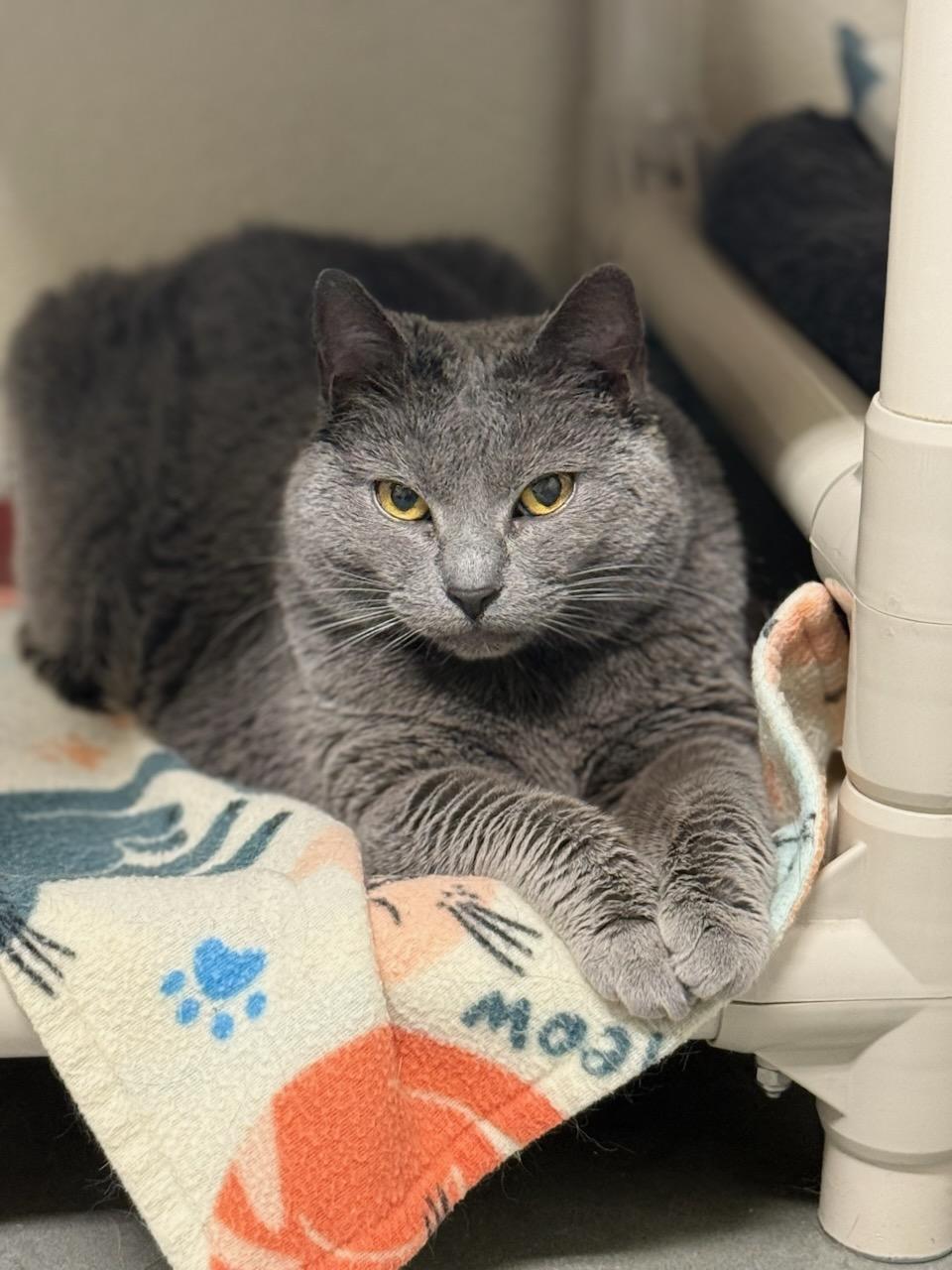 Enlarge Calpurnia, an adopted Chartreux in Boise, ID image 1/1