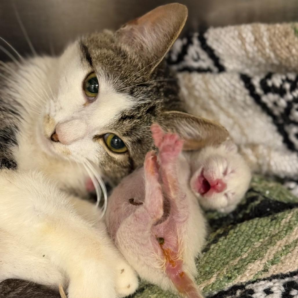 Amelia, Adoptable, Adult Female Domestic Short Hair.