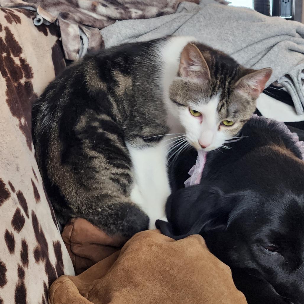 Amelia, Adoptable, Adult Female Domestic Short Hair.