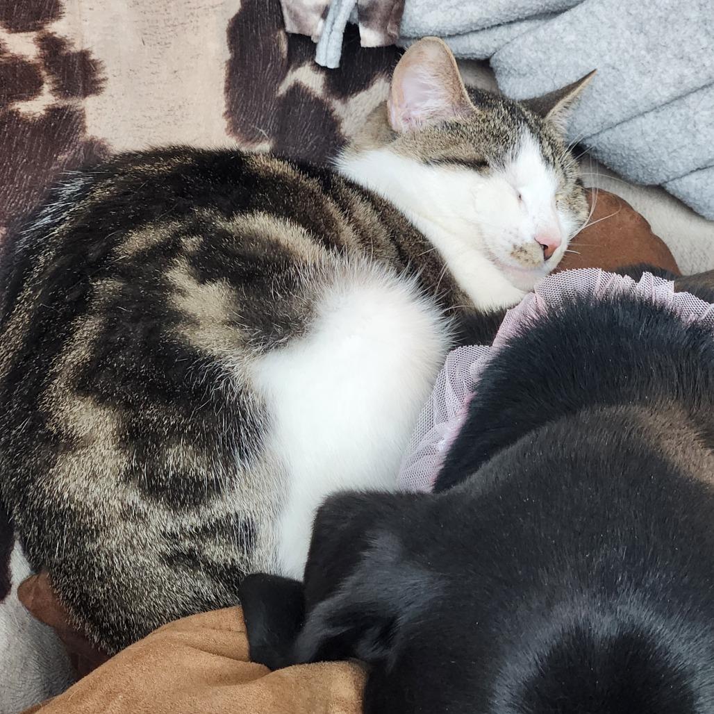 Enlarge Amelia, a Adoptable Domestic Short Hair in Oak Grove, MN image 3/5