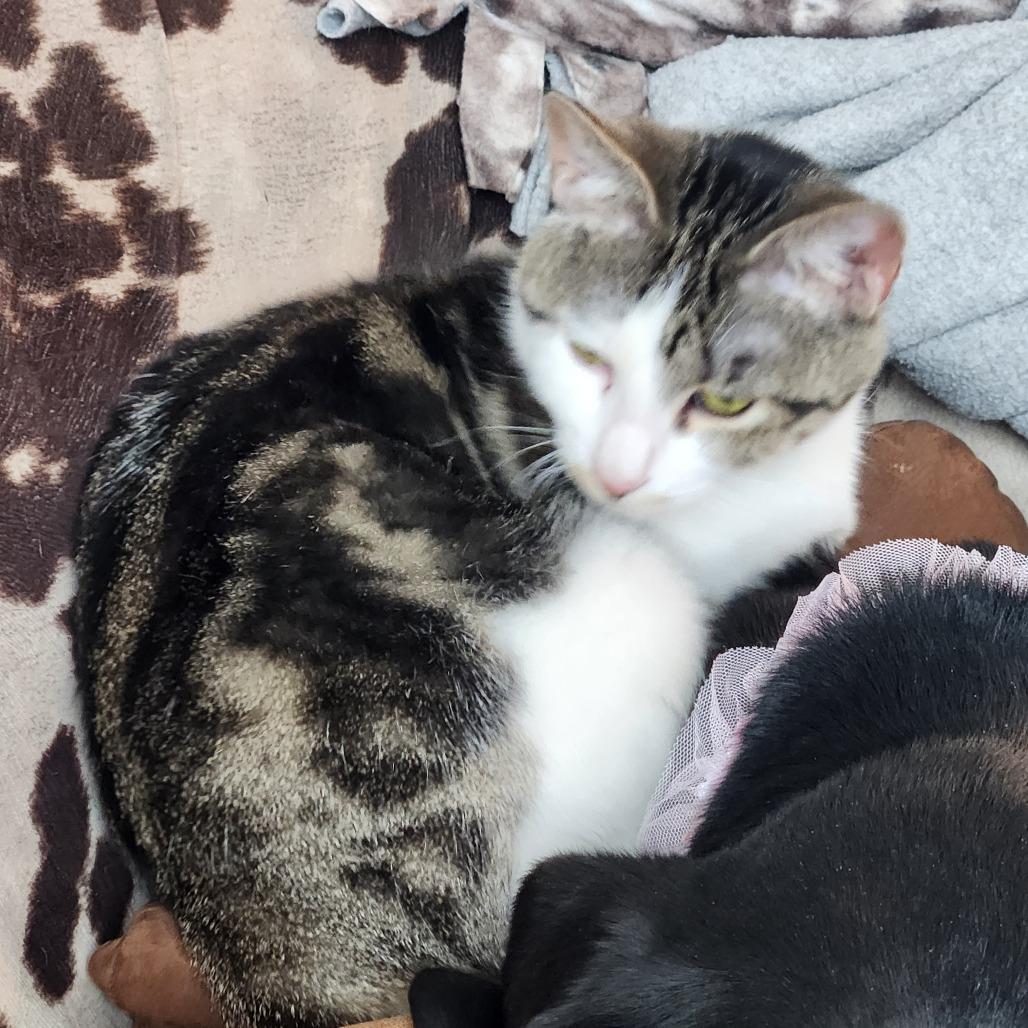 Enlarge Amelia, a Adoptable Domestic Short Hair in Oak Grove, MN image 5/5