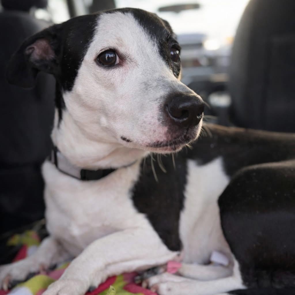 Enlarge Kiwi, a Adoptable mixed breed in Fredericksburg, VA image 2/6