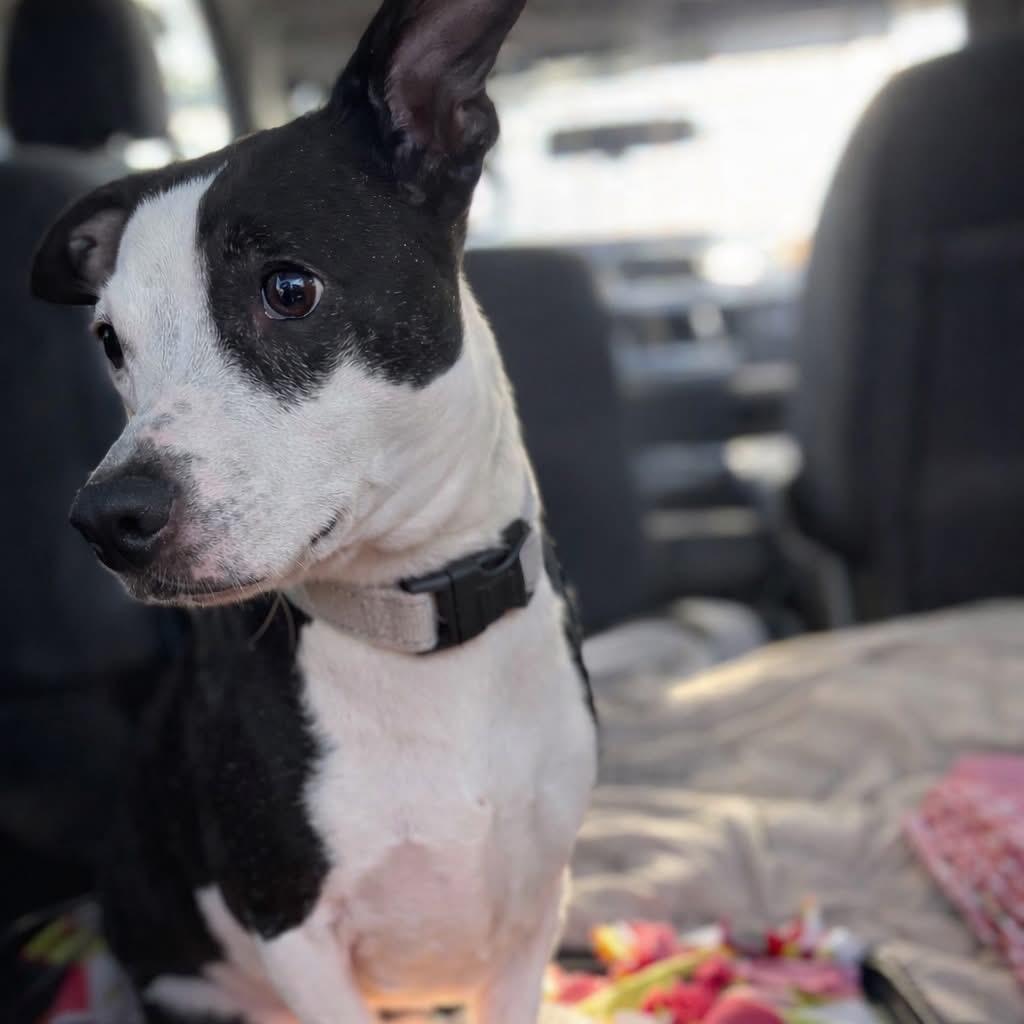 Enlarge Kiwi, a Adoptable mixed breed in Fredericksburg, VA image 3/6