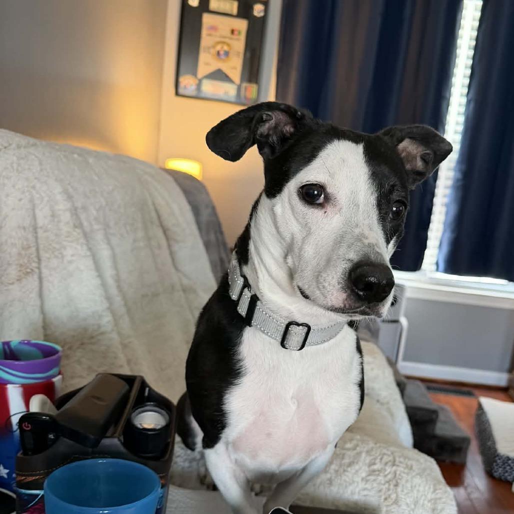 Enlarge Kiwi, a Adoptable mixed breed in Fredericksburg, VA image 5/6