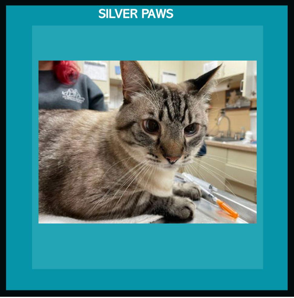 Carlos, a Adoptable Siamese in Royal Palm Beach, FL image 1/3