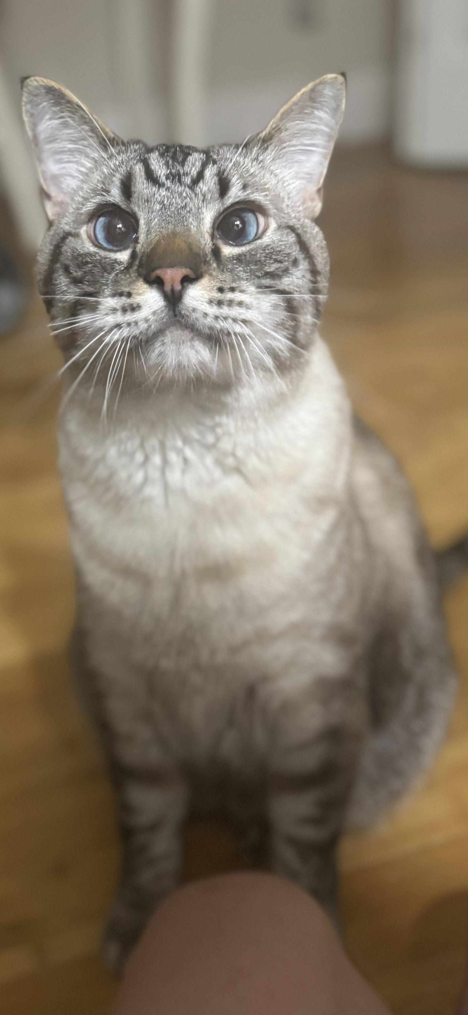 Carlos, a Adoptable Siamese in Royal Palm Beach, FL image 2/3