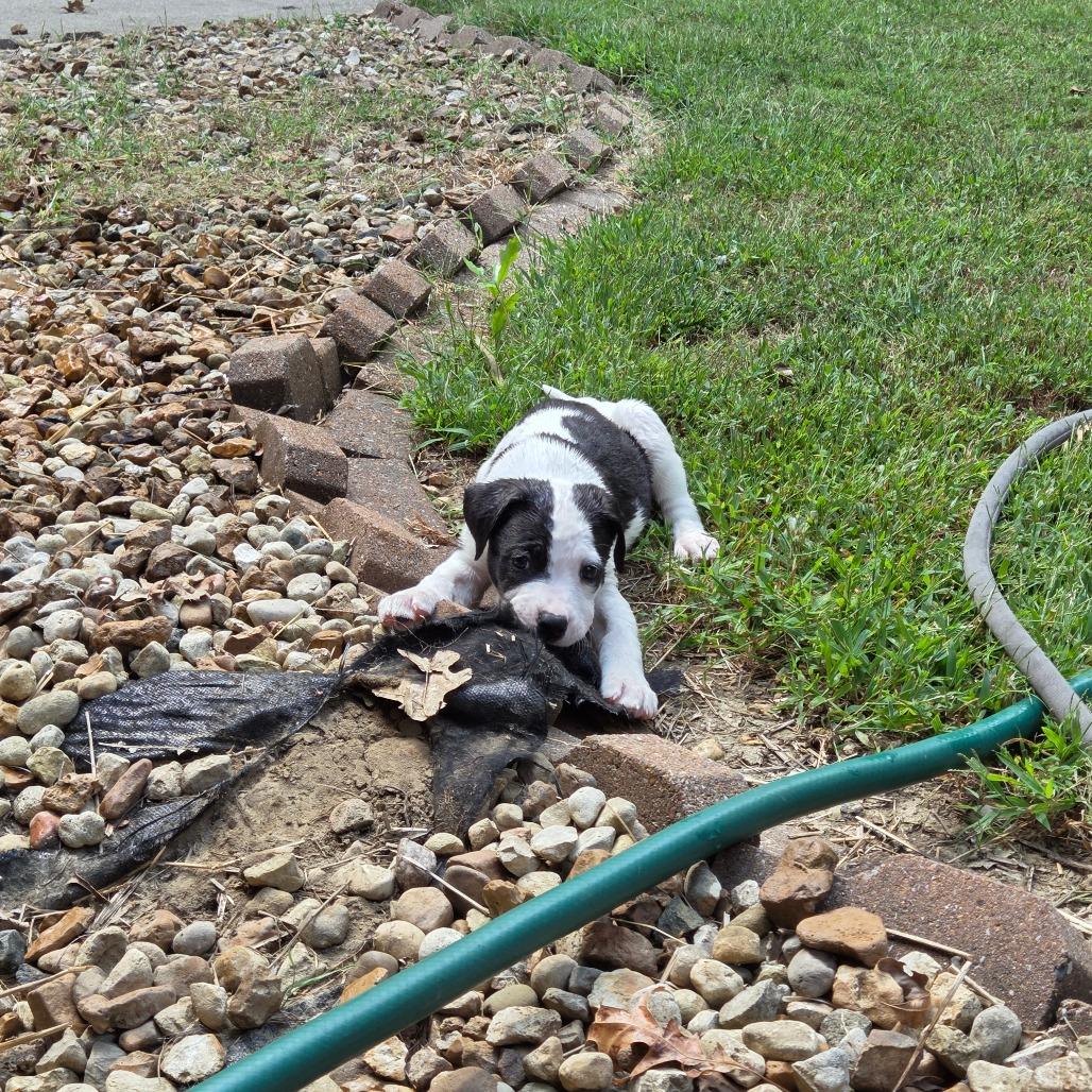 Enlarge Sparrow, a Adoptable Mixed Breed in Breese, IL image 1/4